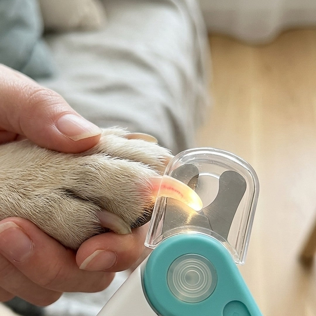 Luz LED iluminando a unha do cachorro e mostrando a veia