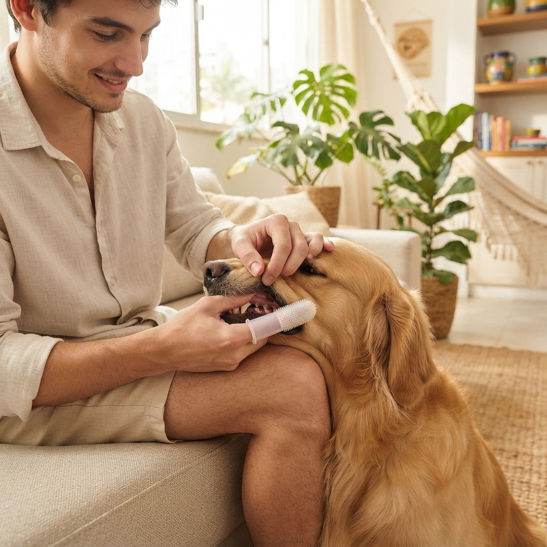 Tutor escovando os dentes do golden retriever no sofa