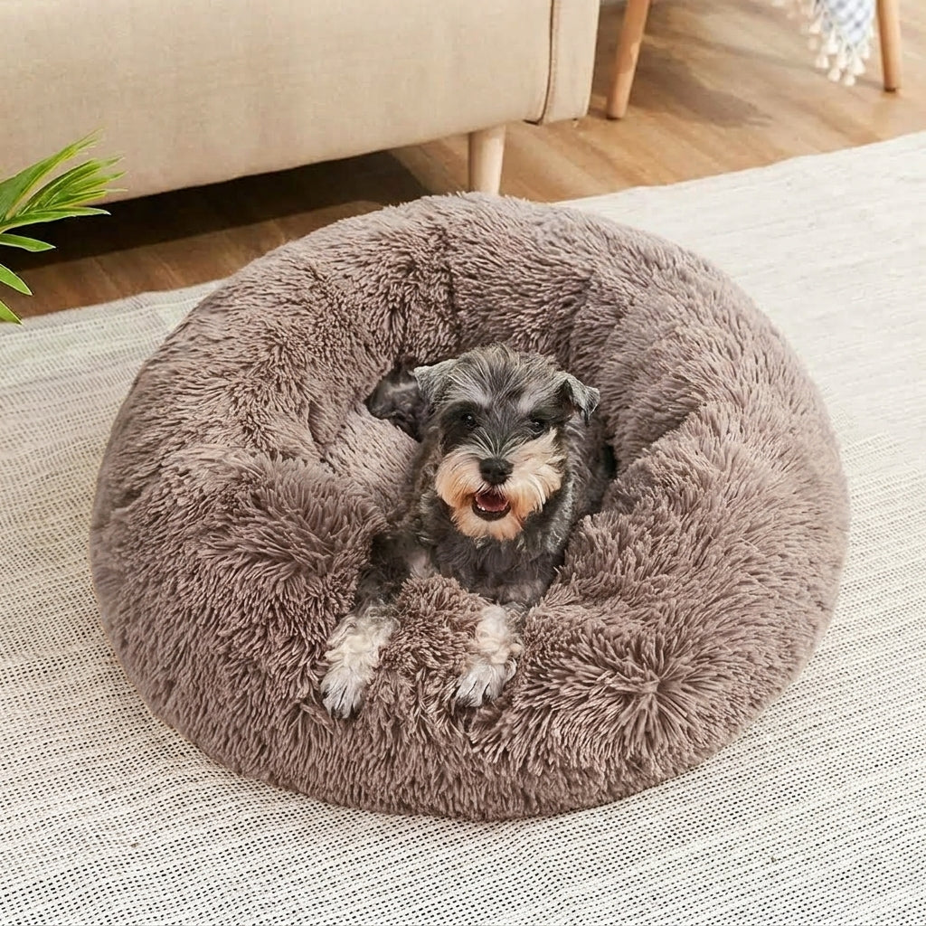 Schnauzer deitado na caminha donut caqui na sala