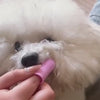 Video real da escova de dedo rosa nos dentes de um bichon