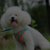 Poodle usando o peitoral azul e laranja